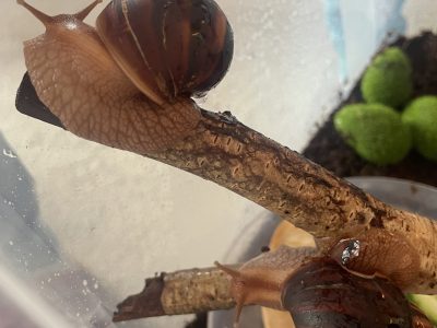 STEAM veikla. Sraigių atradimai: tyrinėjame, kuriame, mokomės! STEAM veikla. Sraigių atradimai: tyrinėjame, kuriame, mokomės!